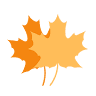 Brantview Farms Maple