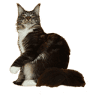 Bravelover Maine Coon Cattery