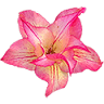 Broome Desert Roses