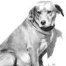 Brownie The Town Dog Memorial