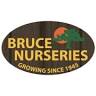 Bruce Nurseries