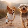 Back to Nature Pet Care, LLc