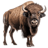 Buffalo Bill's Tavern & Museum