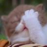 Buitenzorg Cattery
