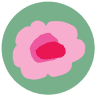 Cabbages Flower Shop