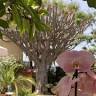 Cafe Orquidea