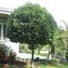 Cainta Plant Nursery