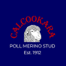 Calcookara Stud