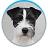 Camarna Dog Training Solutions