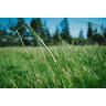 Camping Wouwse Plantage