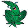 Camp laughing grass