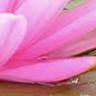 Canowindra Massage