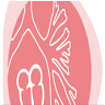 Diagnòstic Cardiorespiratori i Centre de Fisioterapia S.L.
