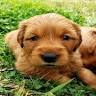 Carmel Bliss Golden Retrievers