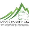 Carpatica Plant Extract