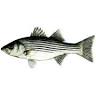 cast away fishing charters
