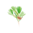 Casuarina Tree