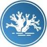 C-Corals