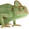 Chameleon Vapour Blasting