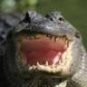 Champagne's Swamp Tours / with the only facilities and restrooms, store, ect on lake Martin, louisiana