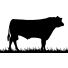 Charlton Cattle Co.