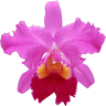 Floreria Paty