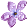 Cherry Valley Lilacs Call for an Appointment