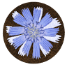 Chicory Blue General Store