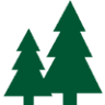 Christmas Tree Plantation
