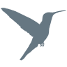 Humming-Bird Des Champs