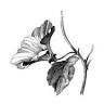 Collezione Natura