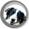 Colliedog Computers