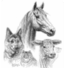 Colville Animal Hospital