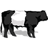 COOLABAH Belted Galloway Stud EST 2015