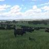 Craiglea Pastoral