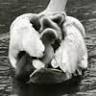 Cygnets Way