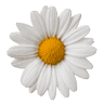 Daisies and Conkers - Online Baby & Children's clothes Shop Surrey London
