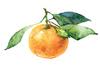 Clementine