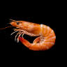 Da Seafood Cartel
