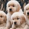 Perfect Pets