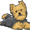 Teacup Yorkies For Sale