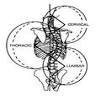 Devonport Chiropractic
