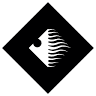 DG Surfboards