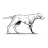 The Dog and Fox Inn