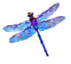 The Dragonfly Gallery