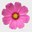 Dried Flowers Forever