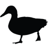 Ducks aren't Real