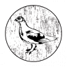 Dusky Grouse Coffee