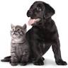 Eascor Animal Hospital