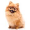 Edgefield Animal Clinic